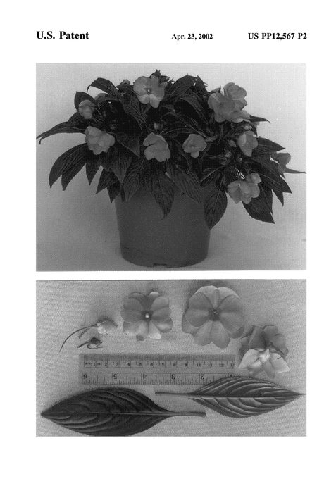 Figure 3 of US plant patent PP12567, the photograph of Kimpdel printed in the patent.