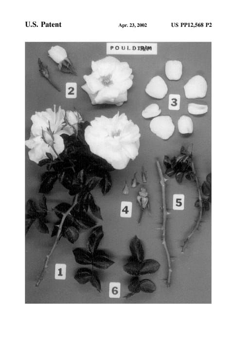 Figure 4 of US plant patent PP12568, the photograph of POULdiram printed in the patent.