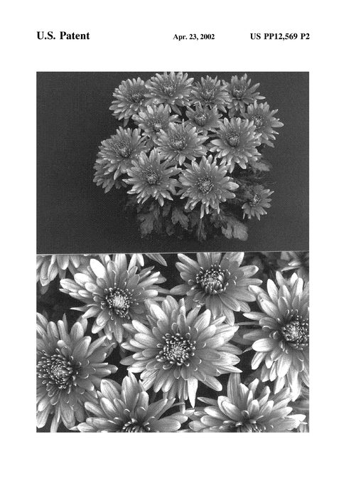 Figure 3 of US plant patent PP12569, the photograph of Yocalcutta printed in the patent.