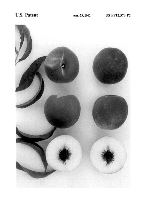Figure 4 of US plant patent PP12570, the photograph of Snow Princess printed in the patent.