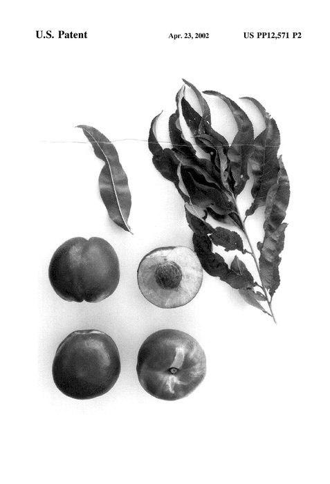 Figure 5 of US plant patent PP12571, the photograph of Burnecthree printed in the patent.