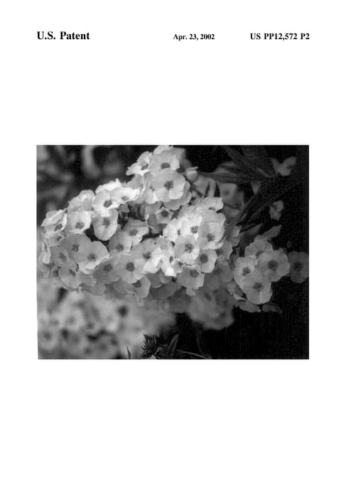 Figure 3 of US plant patent PP12572, the photograph of Barfive printed in the patent.