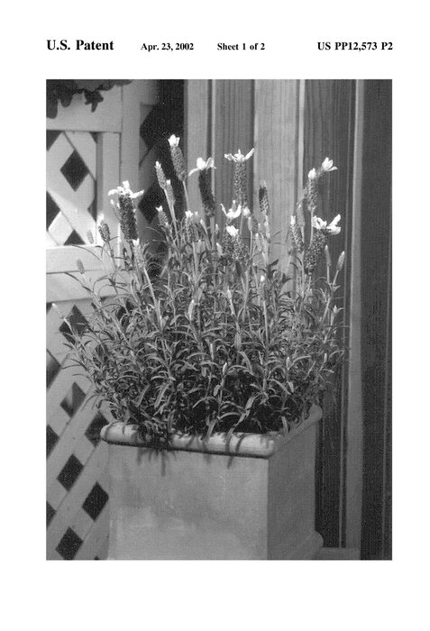 Figure 3 of US plant patent PP12573, the photograph of Bee Happy printed in the patent.