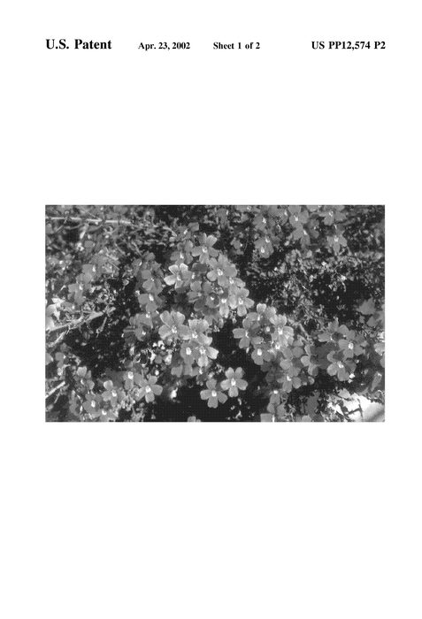 Figure 3 of US plant patent PP12574, the photograph of Yagero printed in the patent.