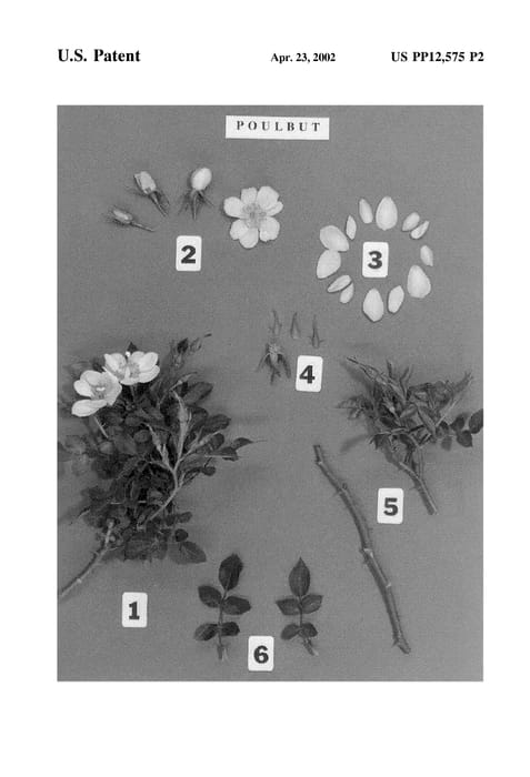 Figure 4 of US plant patent PP12575, the photograph of POULbut printed in the patent.