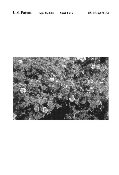 Figure 3 of US plant patent PP12576, the photograph of Yagepin printed in the patent.