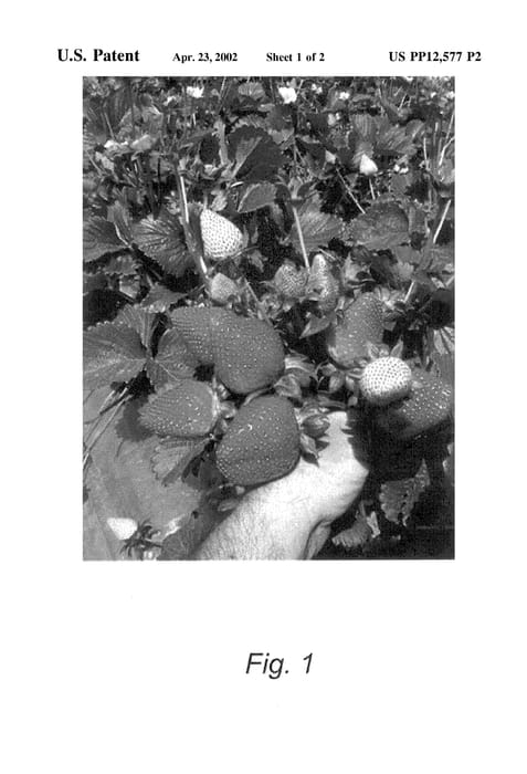 Figure 4 of US plant patent PP12577, the photograph of Canterbury printed in the patent.