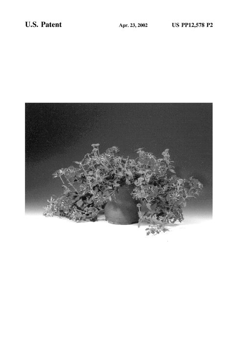 Figure 3 of US plant patent PP12578, the photograph of Scarlena printed in the patent.