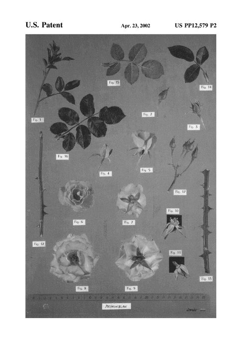 Figure 3 of US plant patent PP12579, the photograph of Meimonblan printed in the patent.