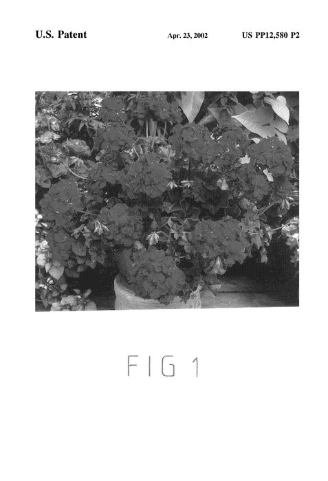 Figure 3 of US plant patent PP12580, the photograph of Free Burgundy printed in the patent.