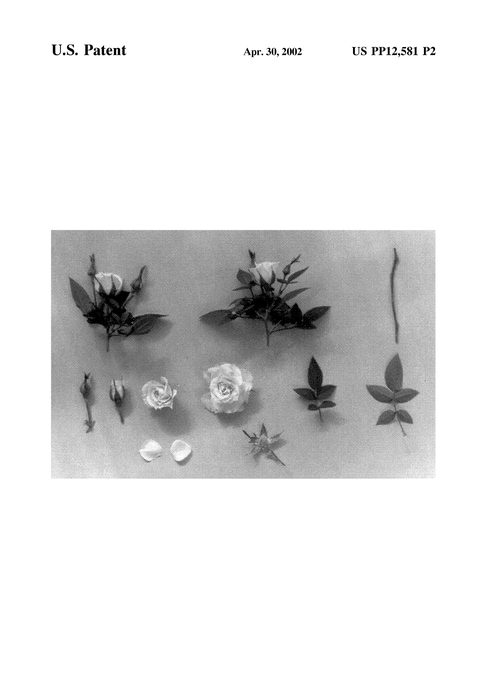 Figure 3 of US plant patent PP12581, the photograph of KORcrokiza printed in the patent.