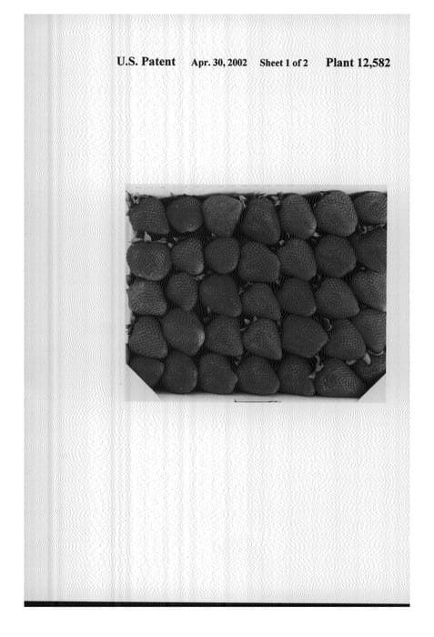 Figure 5 of US plant patent PP12582, the photograph of BG-378 printed in the patent.