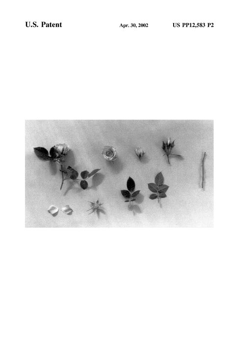 Figure 3 of US plant patent PP12583, the photograph of KORpikula printed in the patent.