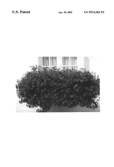 Figure 3 of US plant patent PP12584, the photograph of Wesviolet printed in the patent.