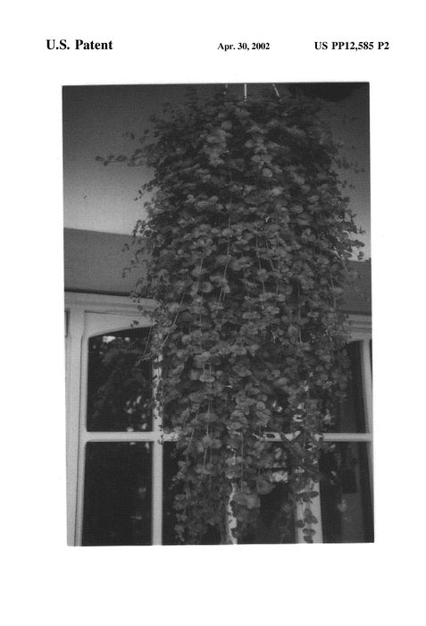 Figure 3 of US plant patent PP12585, the photograph of Indian Mint printed in the patent.