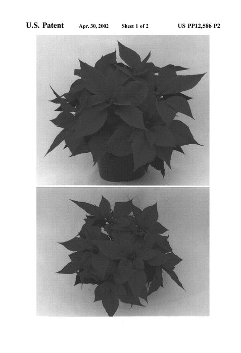 Figure 3 of US plant patent PP12586, the photograph of Firework printed in the patent.
