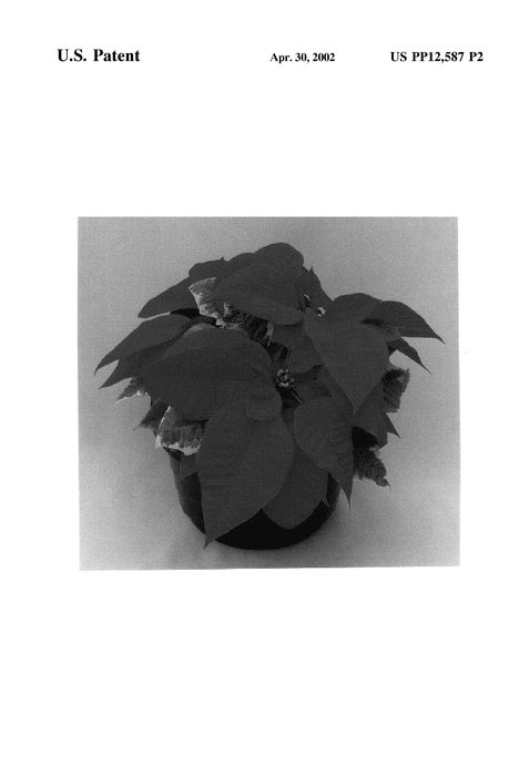 Figure 3 of US plant patent PP12587, the photograph of Eda Pan 1 printed in the patent.