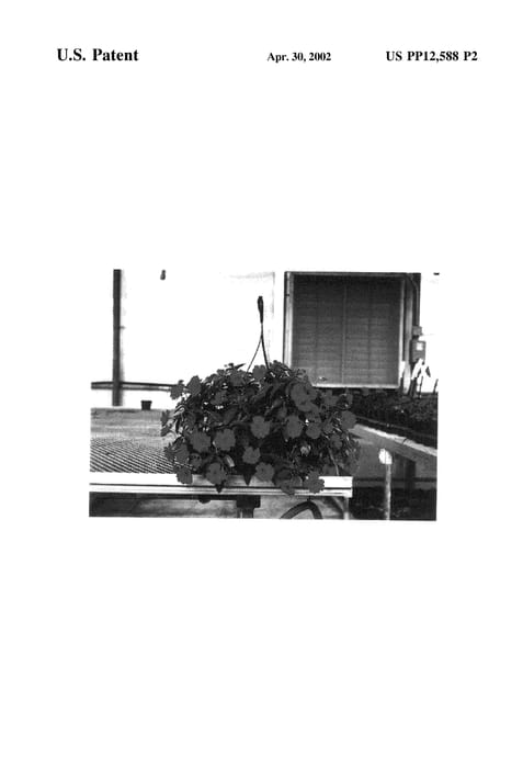 Figure 4 of US plant patent PP12588, the photograph of Balfafusia printed in the patent.