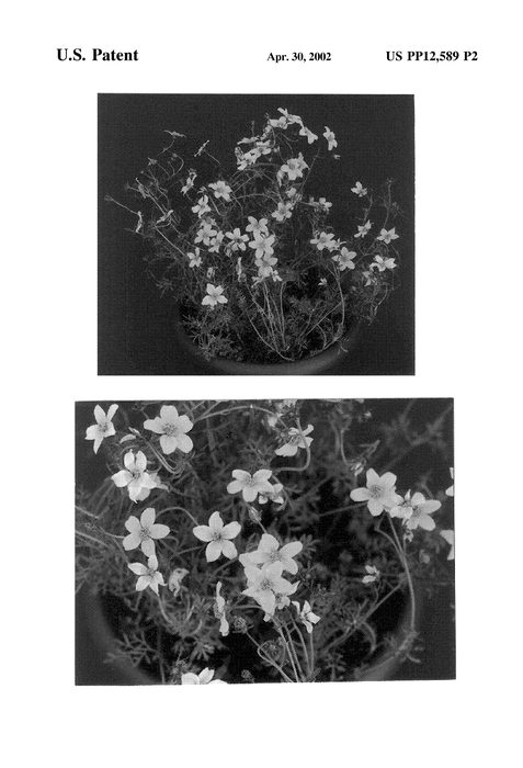 Figure 3 of US plant patent PP12589, the photograph of Golden Star printed in the patent.