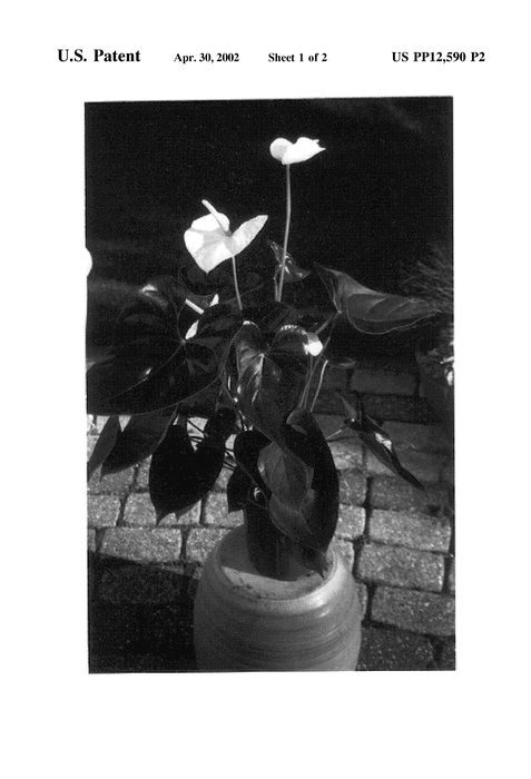 Figure 3 of US plant patent PP12590, the photograph of White Queen printed in the patent.
