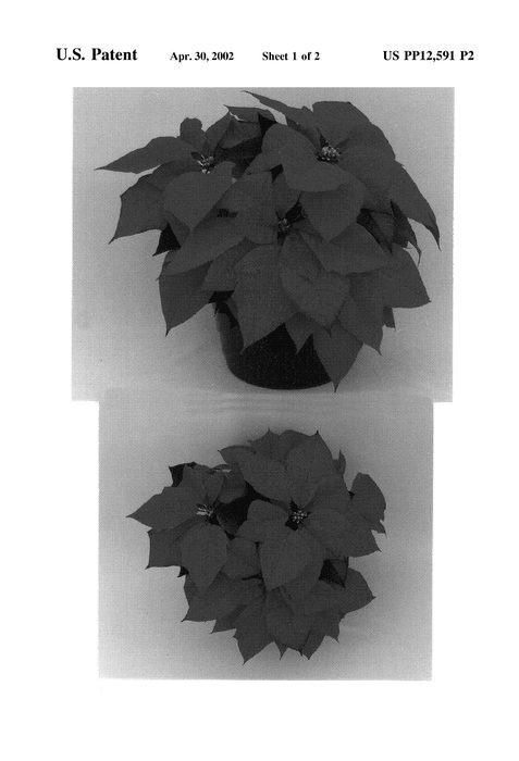 Figure 3 of US plant patent PP12591, the photograph of Romance printed in the patent.