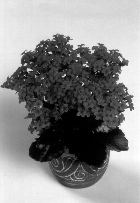 Figure 1 of US plant patent PP12592, the photograph of Forever Midi Bright Pink printed in the patent.