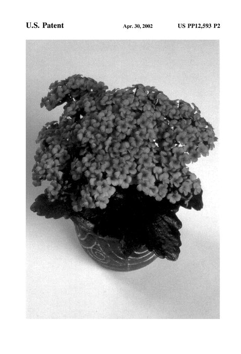 Figure 3 of US plant patent PP12593, the photograph of Forever Midi Pink printed in the patent.