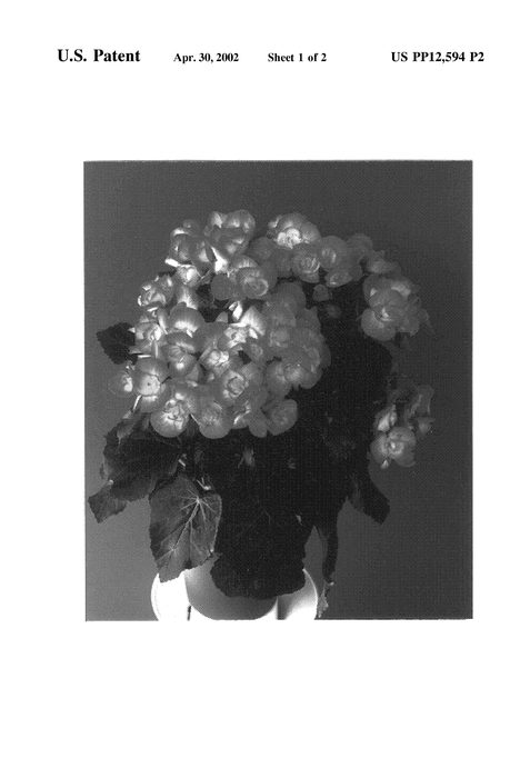 Figure 3 of US plant patent PP12594, the photograph of Carneval printed in the patent.