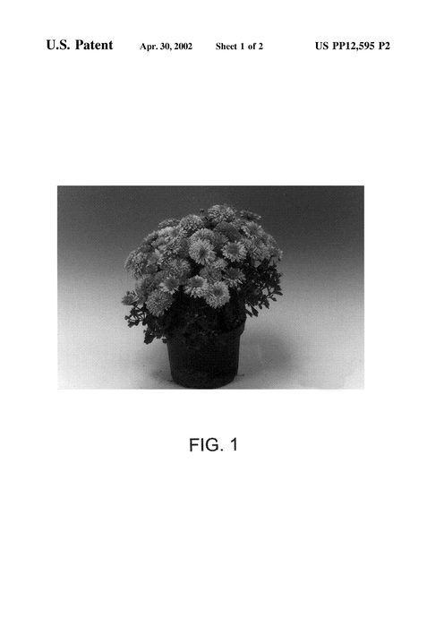 Figure 3 of US plant patent PP12595, the photograph of Ithaca printed in the patent.
