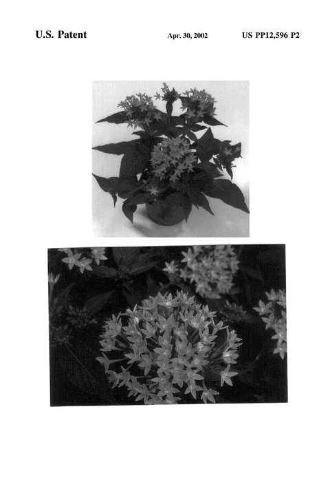 Figure 3 of US plant patent PP12596, the photograph of Venus printed in the patent.