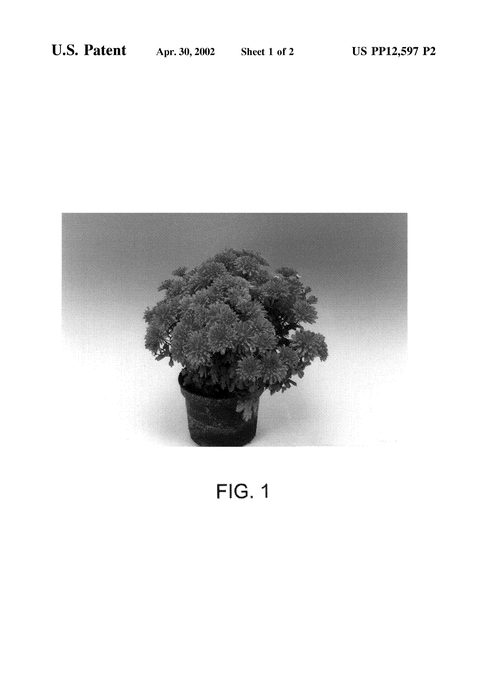 Figure 3 of US plant patent PP12597, the photograph of THOR printed in the patent.