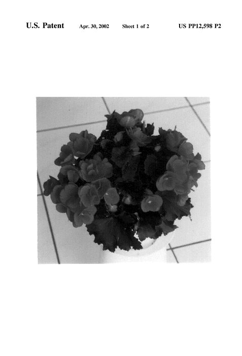 Figure 3 of US plant patent PP12598, the photograph of Betulia Pink printed in the patent.