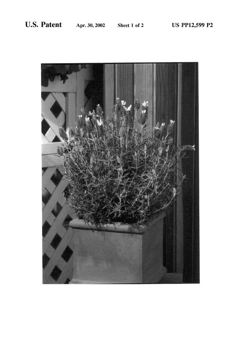 Figure 3 of US plant patent PP12599, the photograph of Bella Pink printed in the patent.