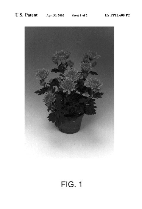 Figure 3 of US plant patent PP12600, the photograph of Carter printed in the patent.