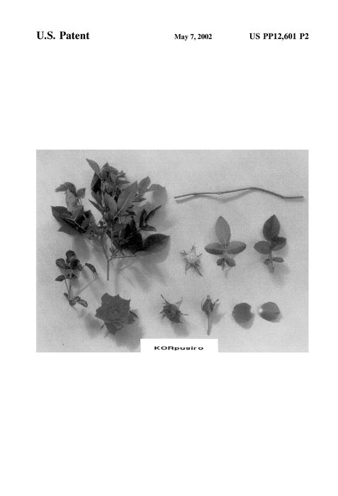 Figure 3 of US plant patent PP12601, the photograph of KORpusiro printed in the patent.