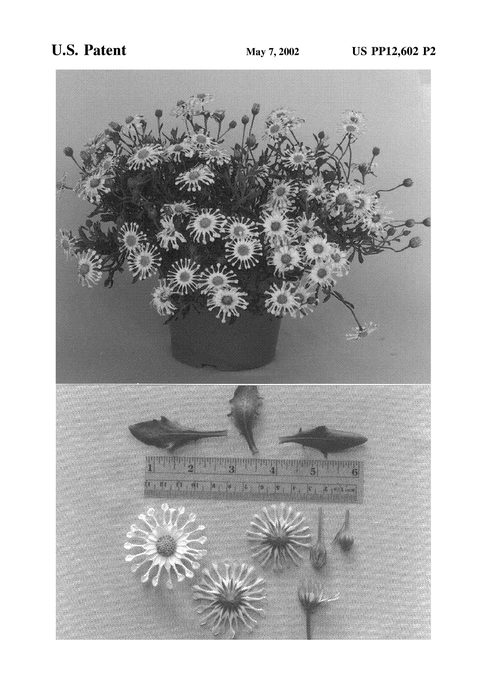 Figure 3 of US plant patent PP12602, the photograph of Aknam printed in the patent.