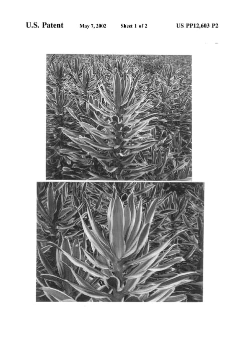 Figure 3 of US plant patent PP12603, the photograph of Golden Coast printed in the patent.