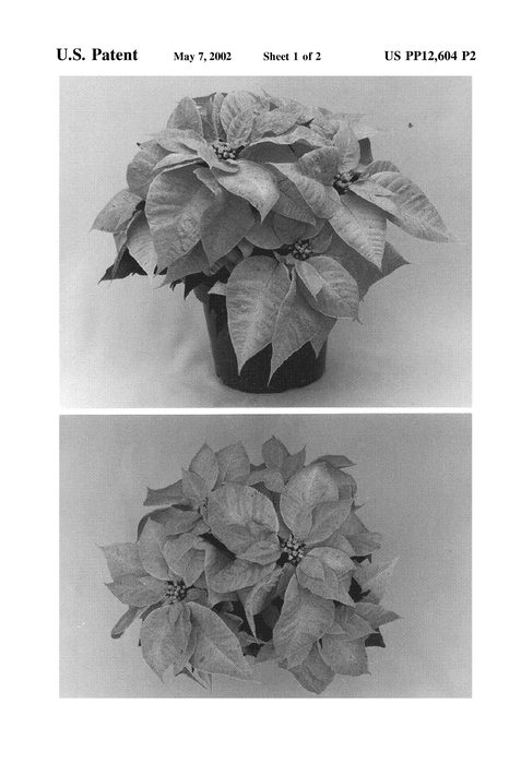 Figure 3 of US plant patent PP12604, the photograph of Amazone printed in the patent.