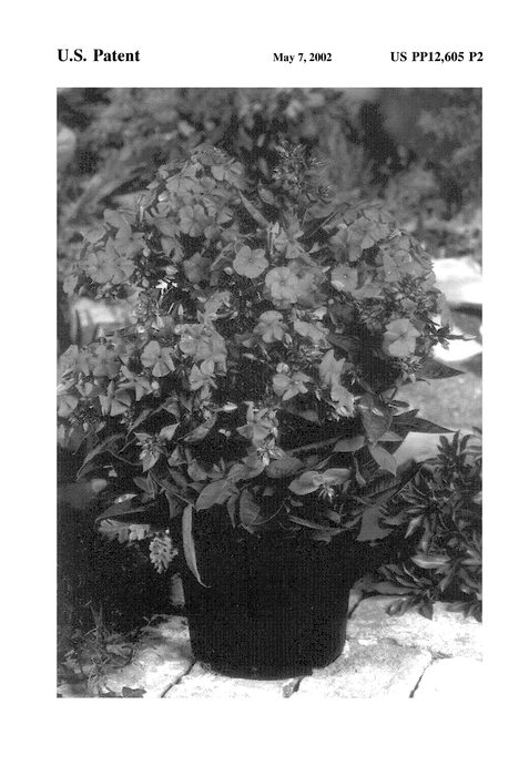 Figure 3 of US plant patent PP12605, the photograph of Barfourteen printed in the patent.