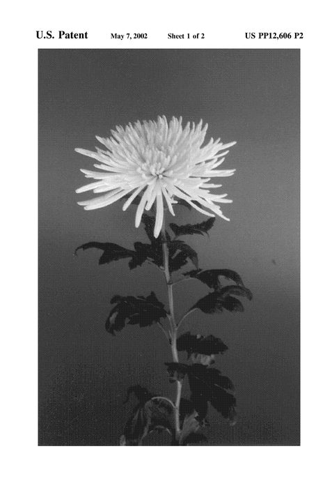 Figure 3 of US plant patent PP12606, the photograph of Delistar Yellow printed in the patent.