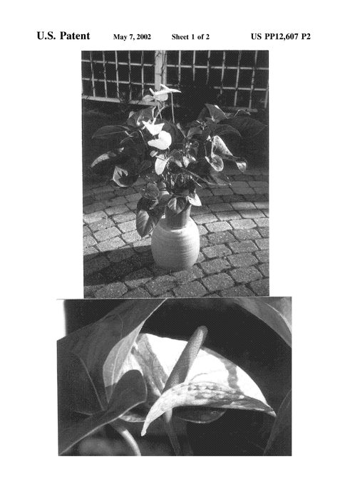 Figure 3 of US plant patent PP12607, the photograph of Wendy printed in the patent.