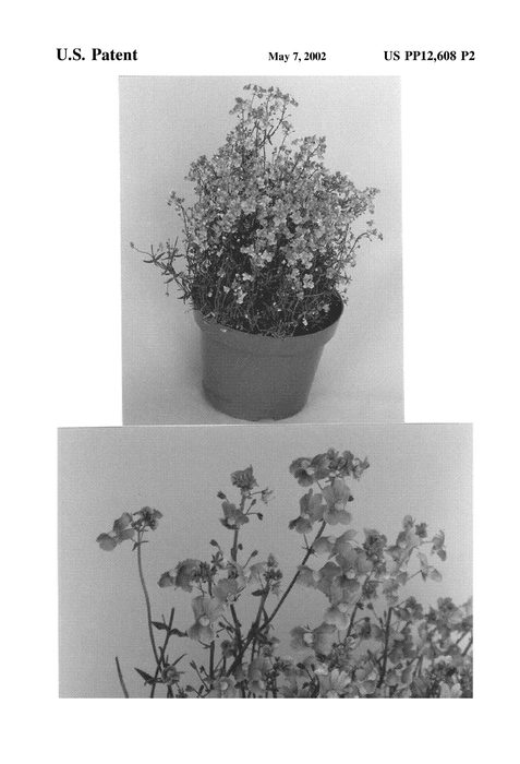Figure 3 of US plant patent PP12608, the photograph of Nempeach printed in the patent.