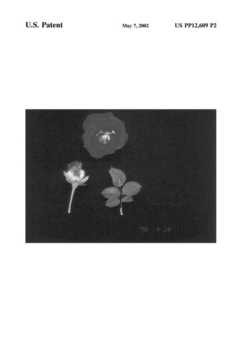 Figure 3 of US plant patent PP12609, the photograph of Winfpage printed in the patent.