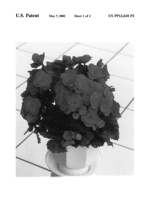 Figure 3 of US plant patent PP12610, the photograph of Beno printed in the patent.
