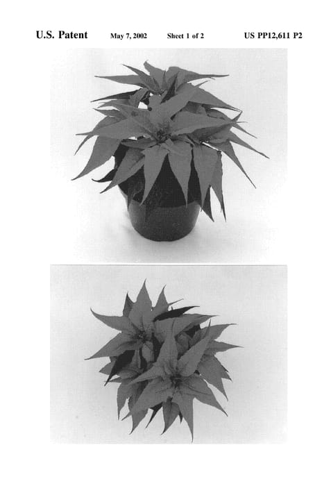 Figure 3 of US plant patent PP12611, the photograph of Jacabia printed in the patent.