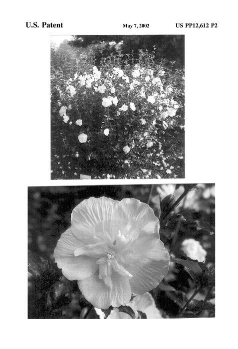 Figure 3 of US plant patent PP12612, the photograph of Notwoodtwo printed in the patent.
