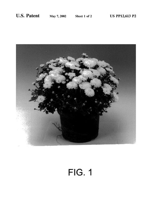 Figure 3 of US plant patent PP12613, the photograph of Ossa printed in the patent.