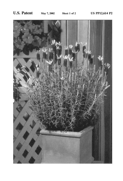 Figure 3 of US plant patent PP12614, the photograph of Bee Brilliant printed in the patent.