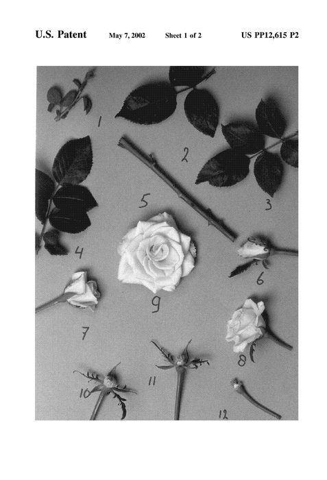 Figure 3 of US plant patent PP12615, the photograph of Panamaril printed in the patent.