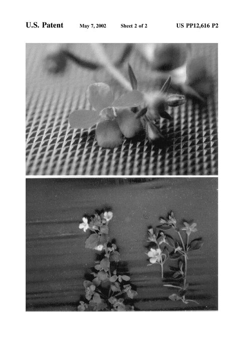 Figure 4 of US plant patent PP12616, the photograph of Yasflos printed in the patent.